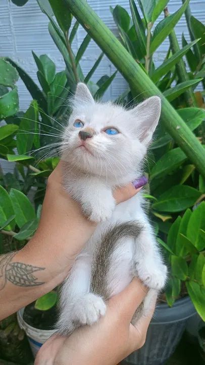 Gatinho macho 2 meses - Foto 2