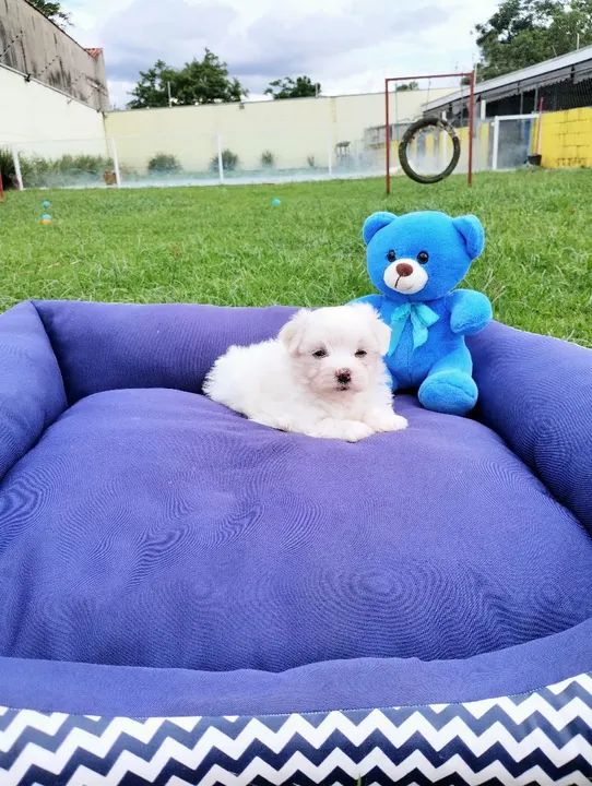 Maltês macho fêmea  - Foto 3