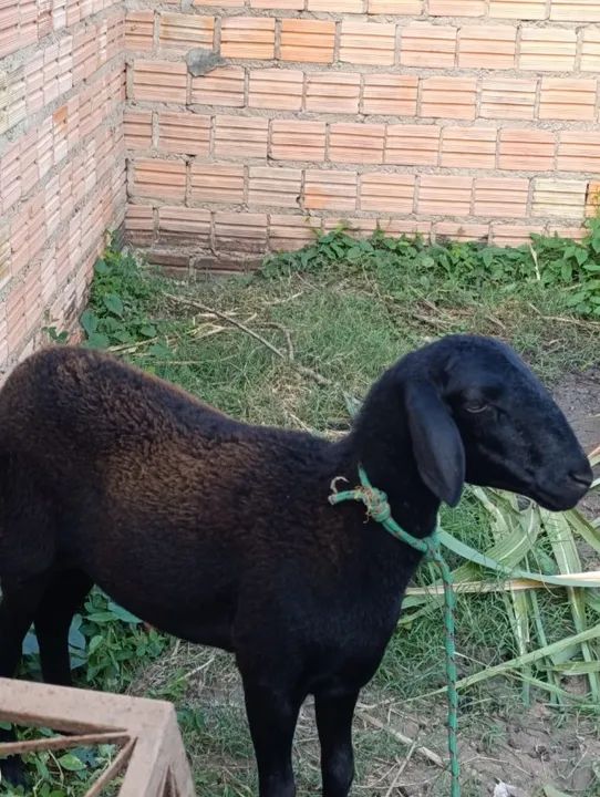 Carneiro de carneiro  - Foto 2