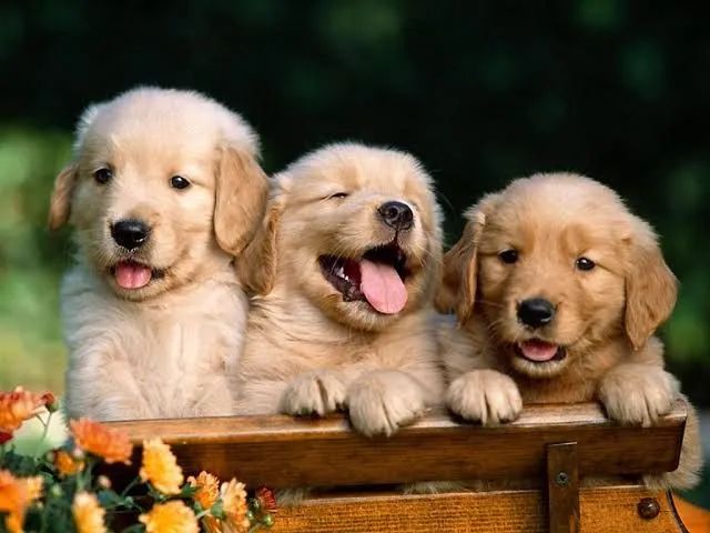 Filhote de  Golden Retriever