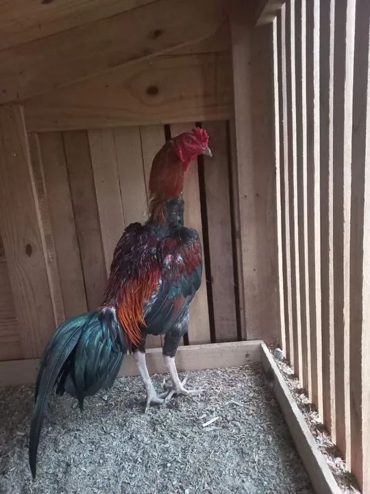 Galo índio puro- 
