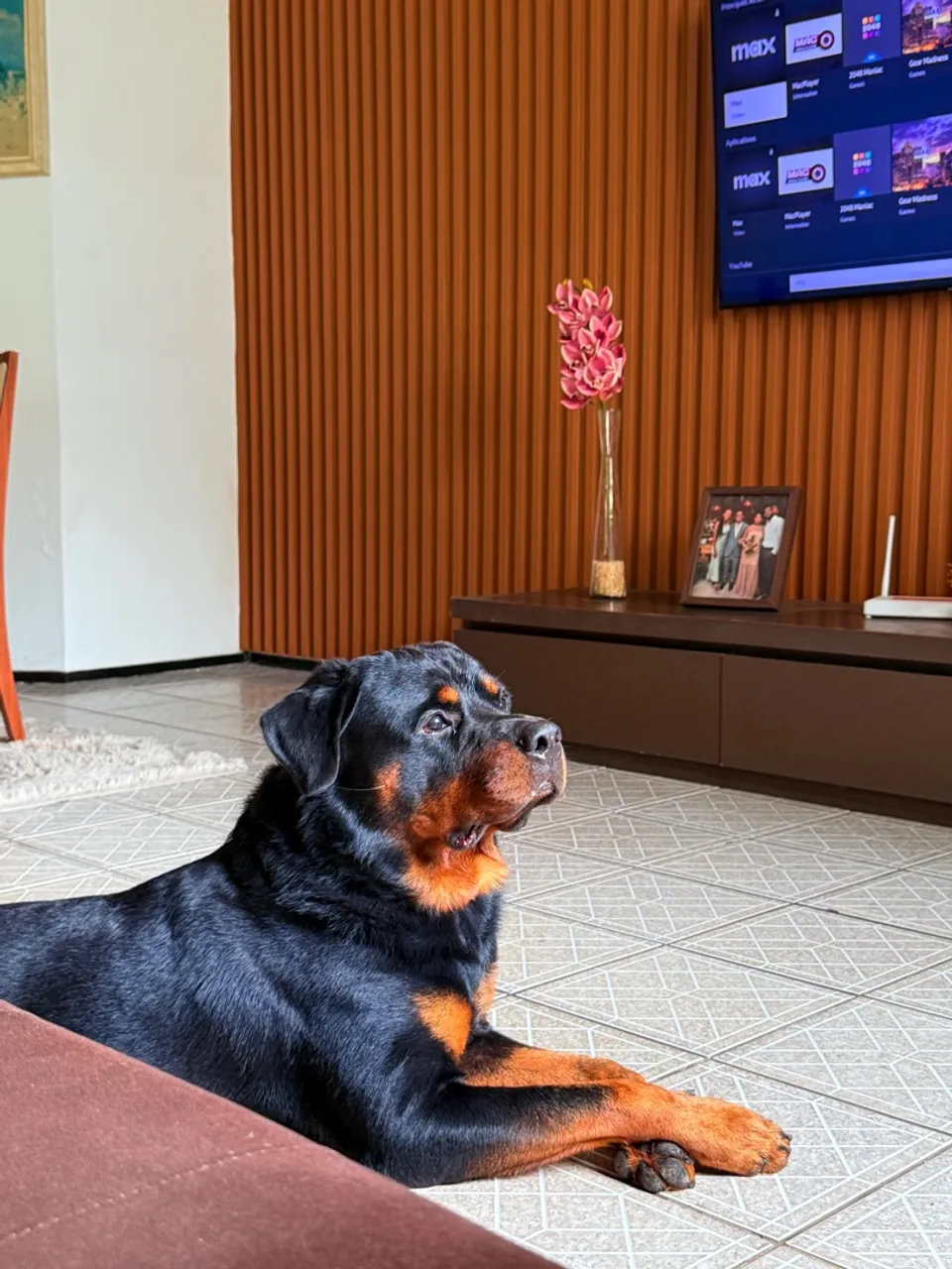 Rottweiler - Macho disponível para cruzar