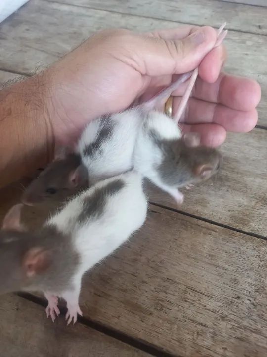 Rato Doméstico Twister - Adorável e Carinhoso - Foto 3