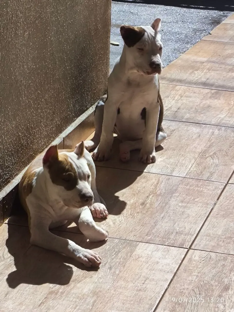 Pitbull Filhotes Lindos
