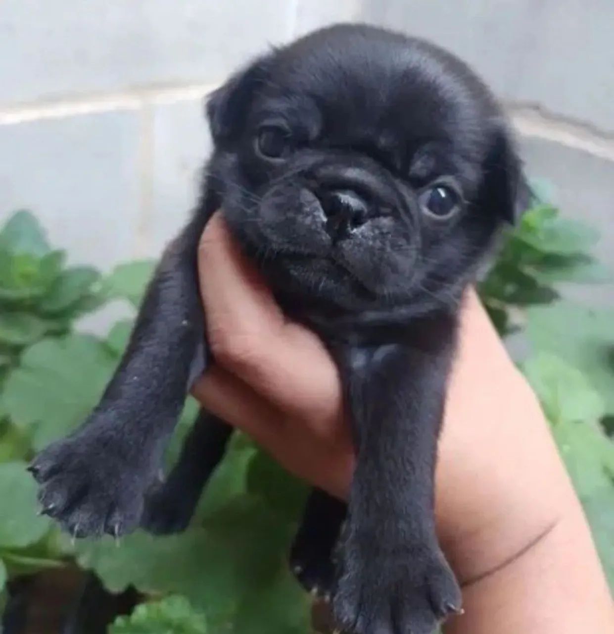 Pug fêmea disponível 
