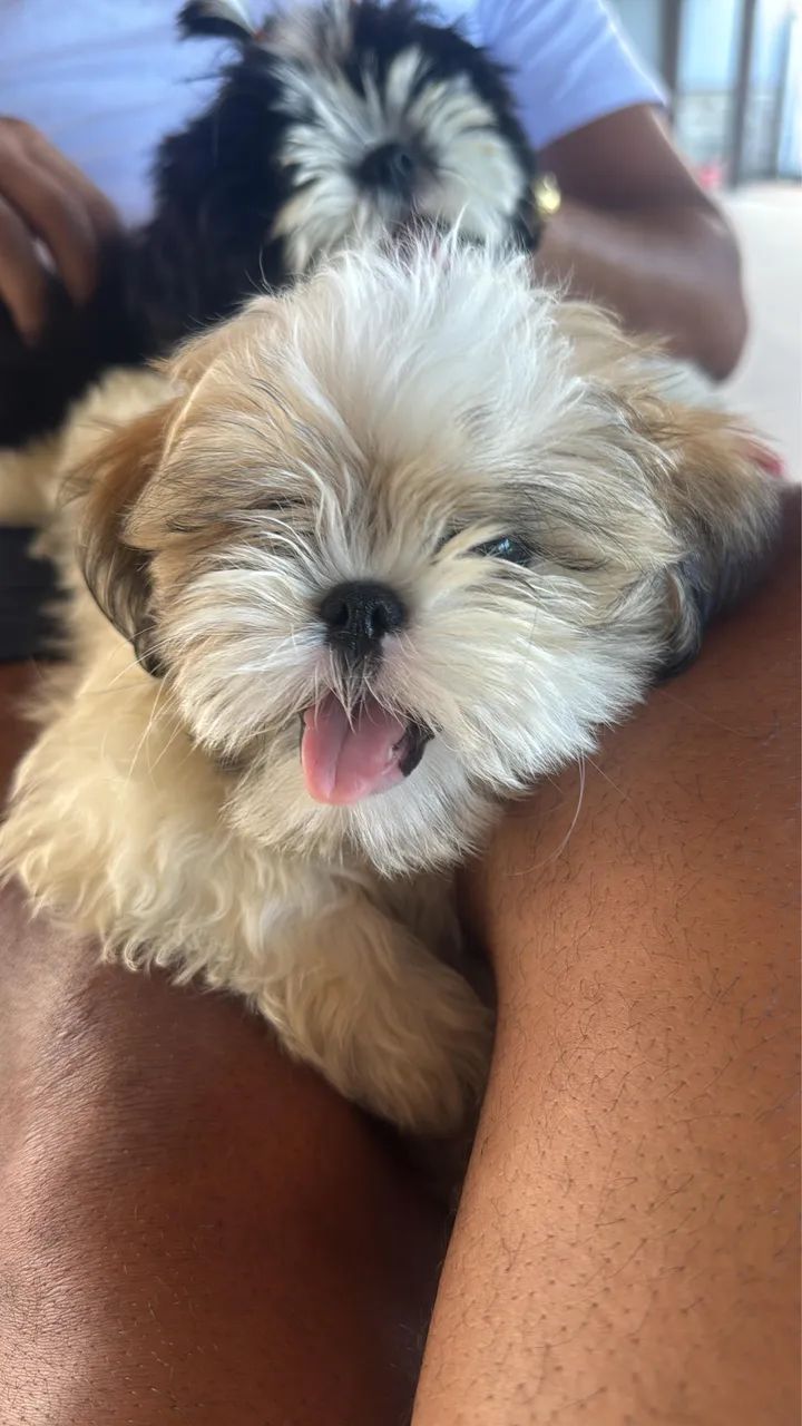 VENDO SHIHTZU 