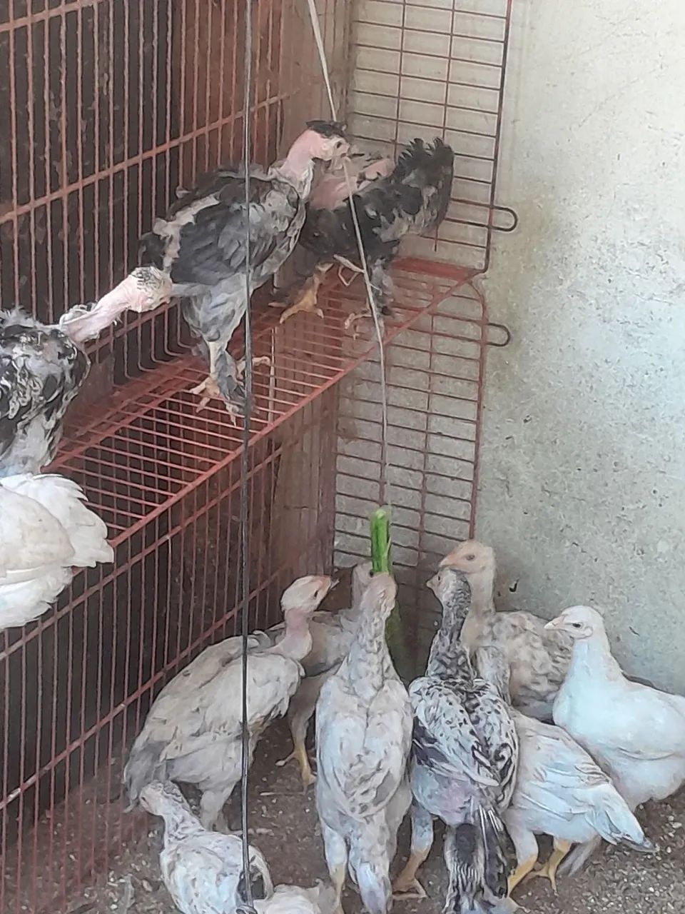 Vendas de frangos e frangas da Raça caipira pesadão valor chamar no pv - Foto 4