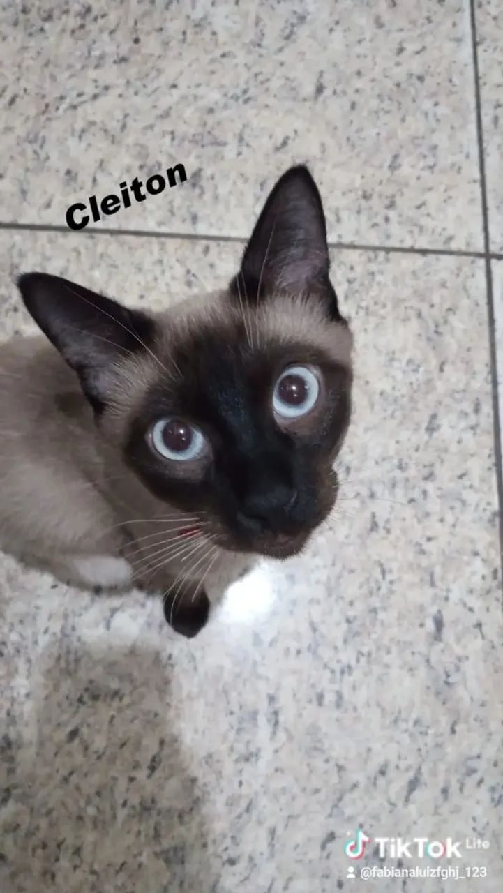 Estou doando Gato siamês 