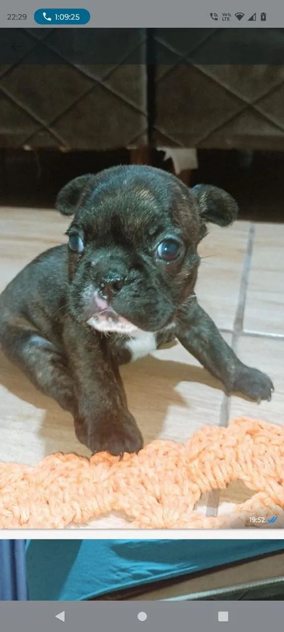 Bodog francês  - Foto 3