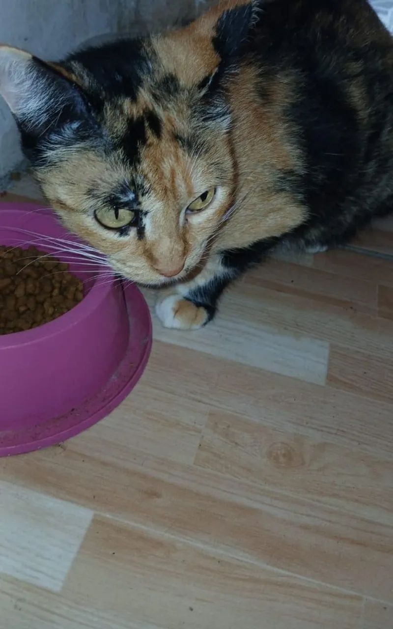 Adoção gatinha castrada - Foto 4