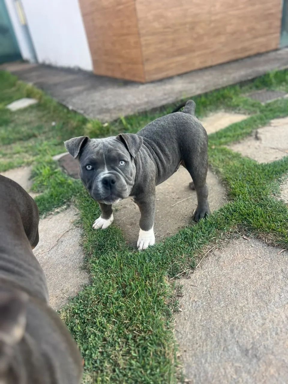 American Bully Macho  - Foto 2