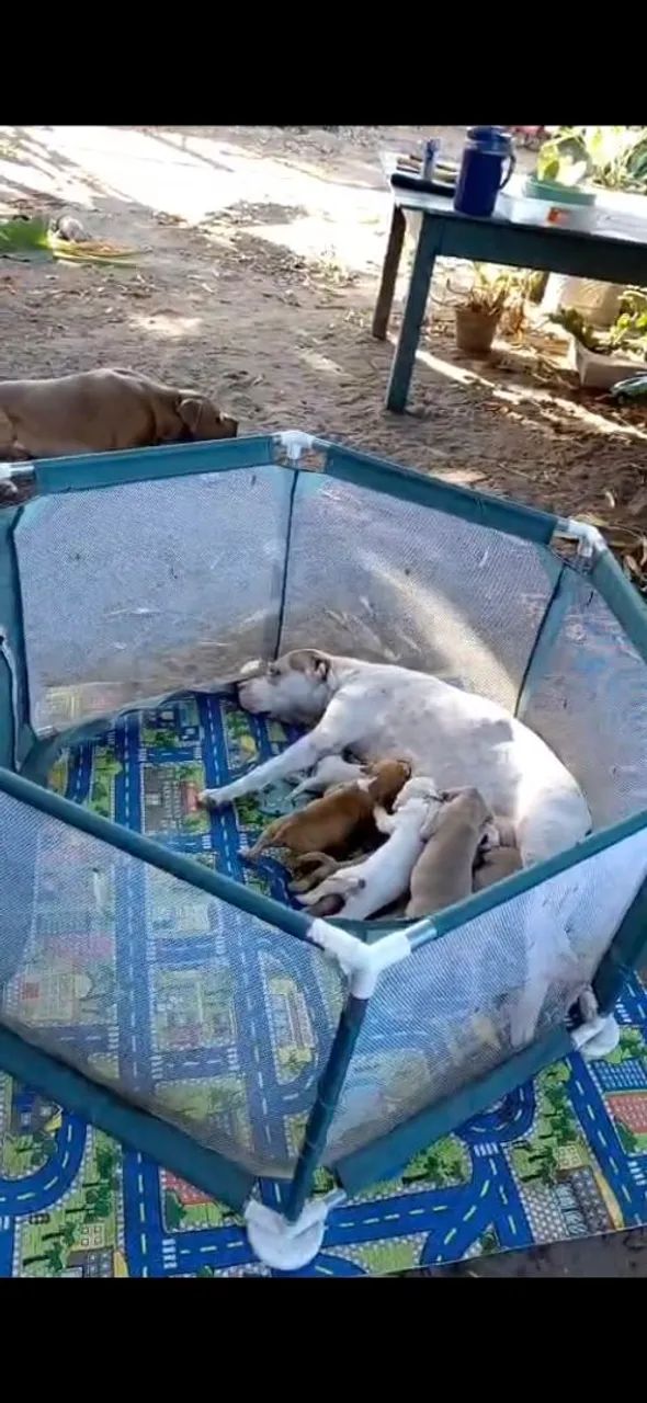 Vende-se filhotes de Pitbull  - Foto 5