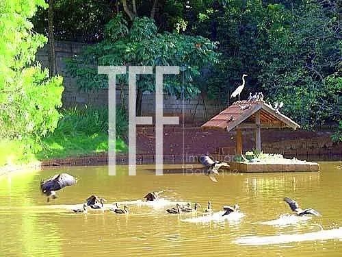 terreno - Barão Geraldo - Campinas - Foto 4