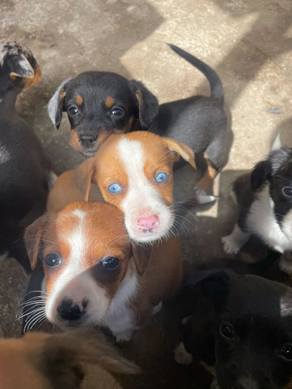 Cachorros para doação  - Foto 4