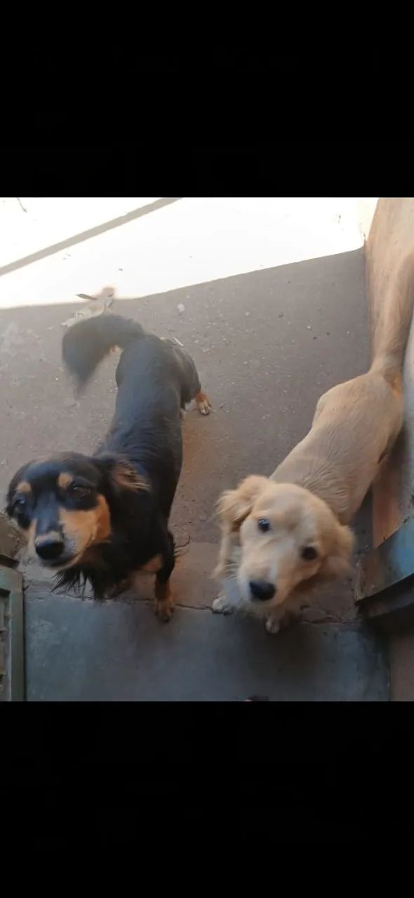 Doa-se cachorros - Foto 5