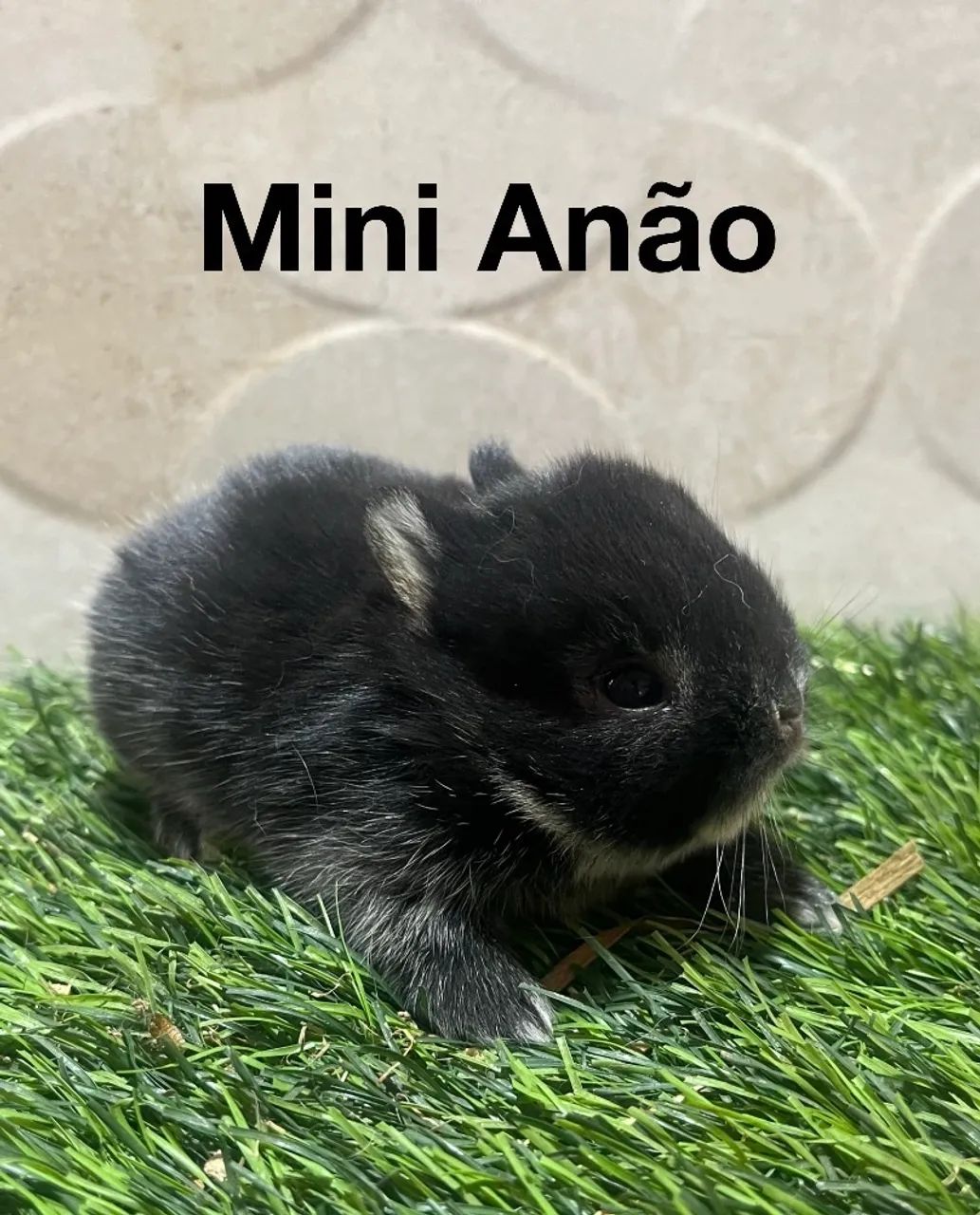Coelhos anão  - Foto 3