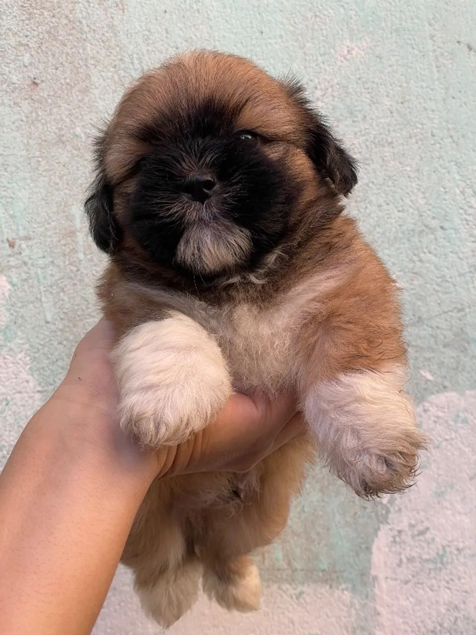 Shih Tzu  - Foto 2