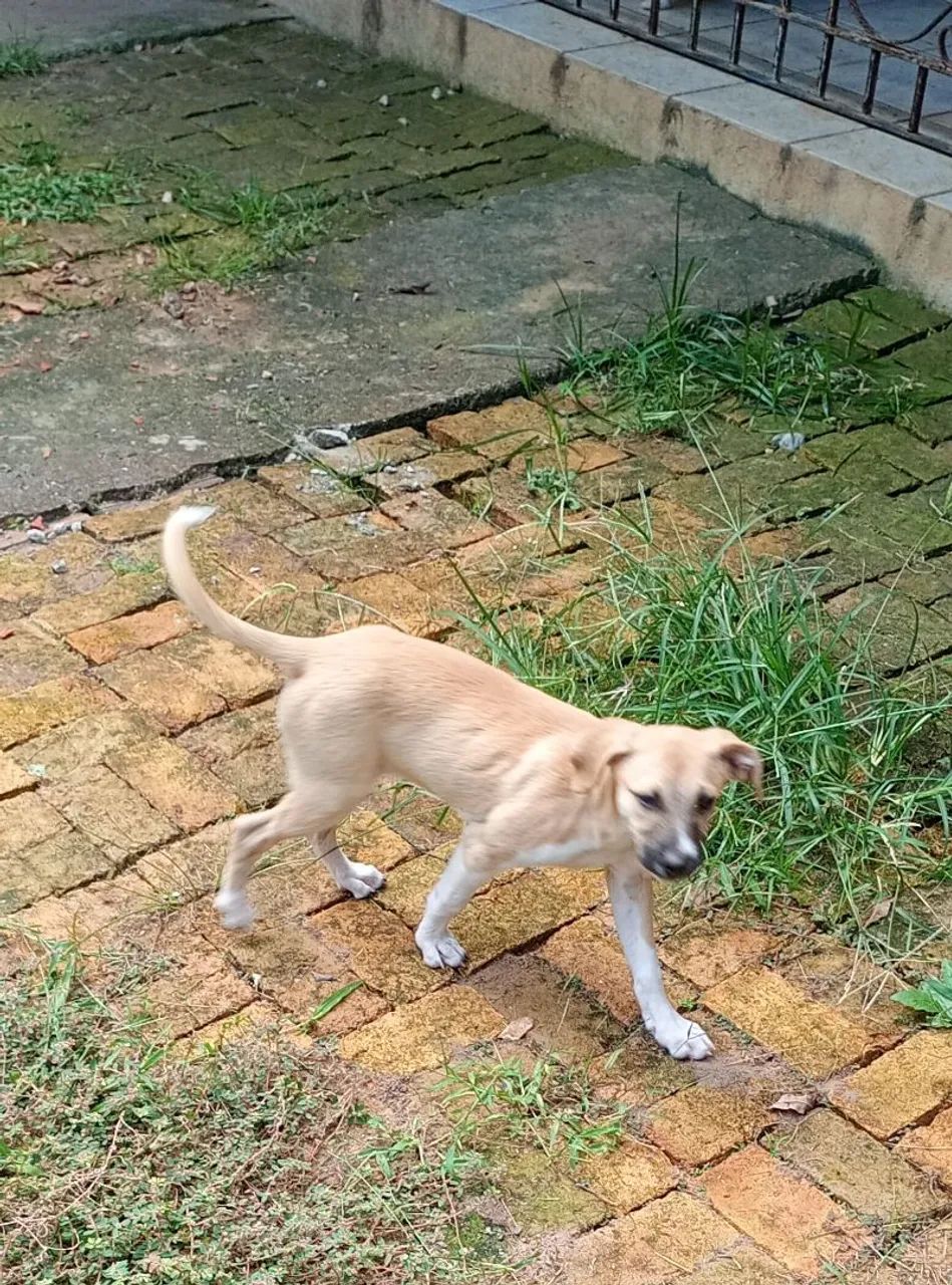 Cachorrinha para adoção  - Foto 2