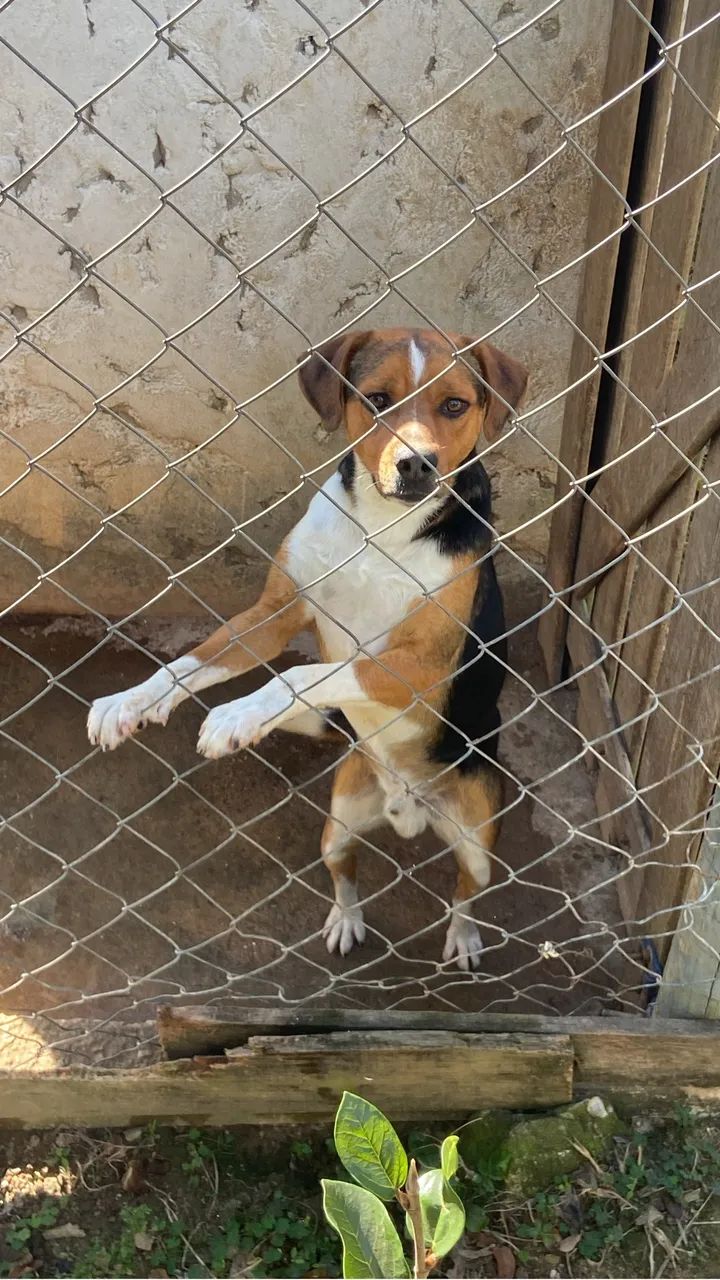 Doação responsável  - Foto 3