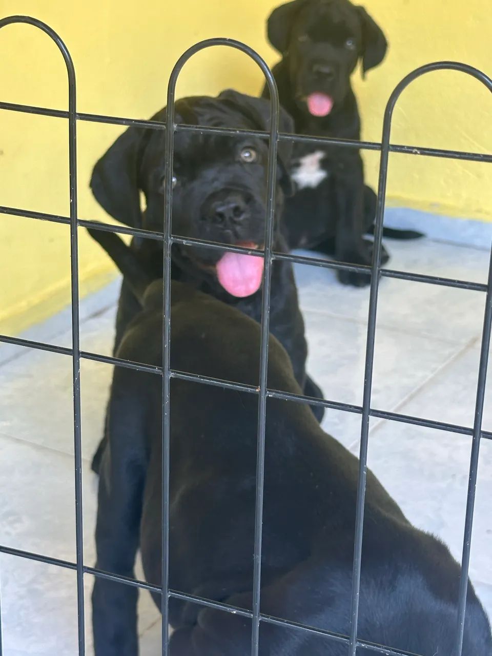 Cane Corso com pedigree  - Foto 3