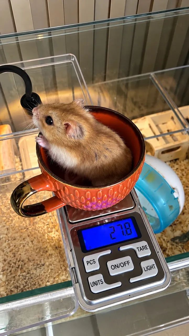 HAMSTER  - Foto 2
