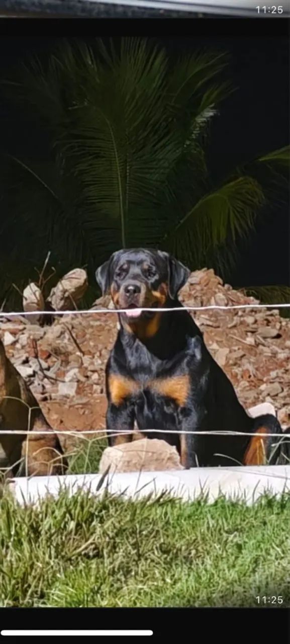 Filhotes de Rottweiler  - Foto 4