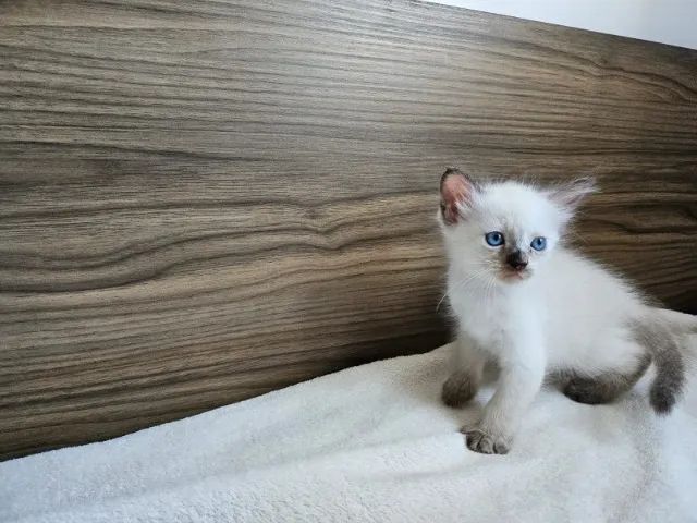 Doa-se Gatinhos - Foto 4