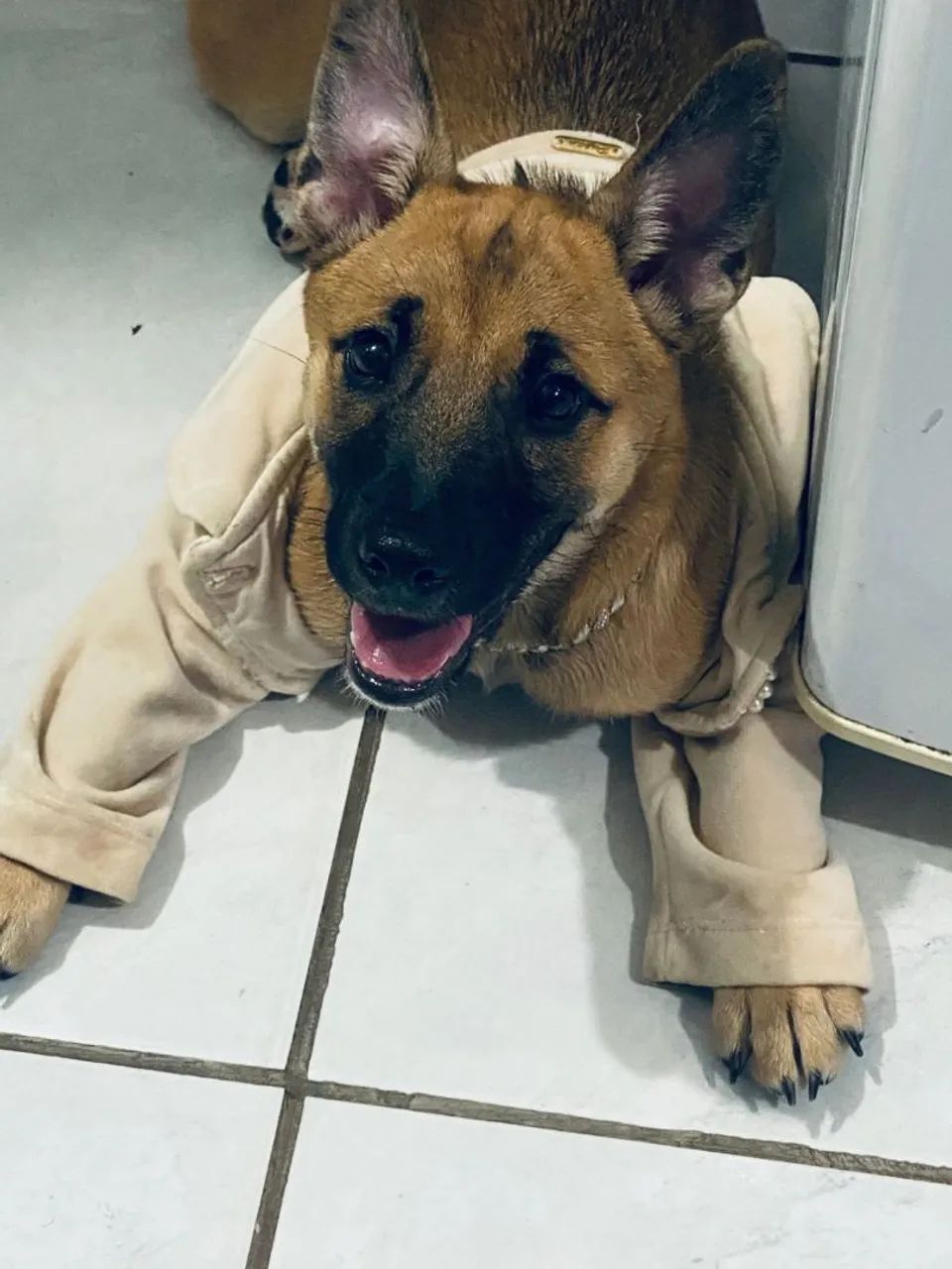 Cão Pastor Alemão  - Foto 5
