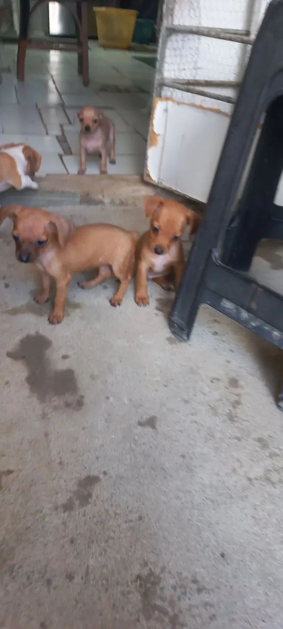 Pincher 0 700 reais 