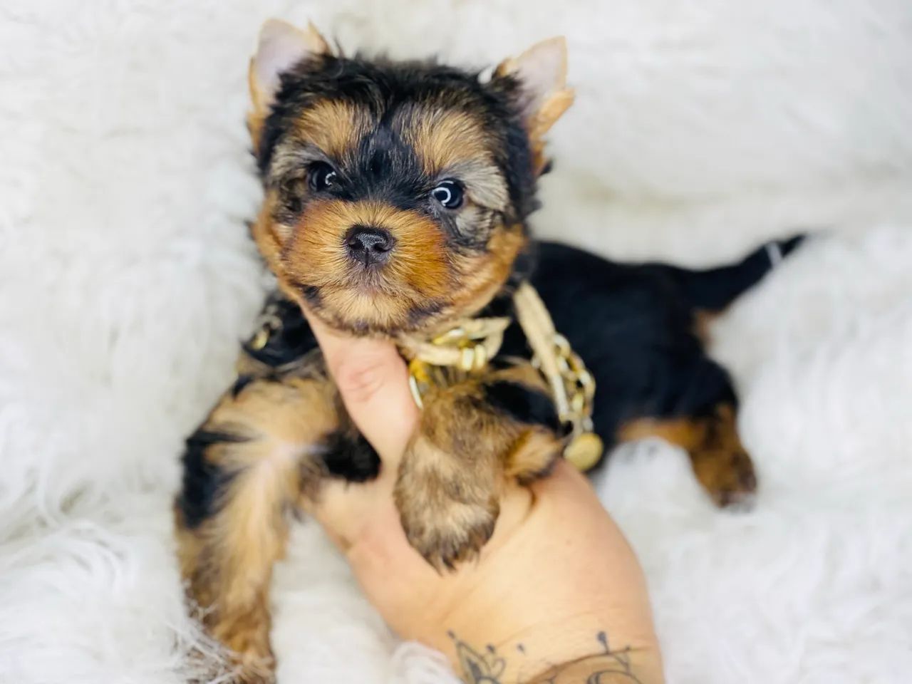 Lindo macho  mini york com pedigree - Foto 4