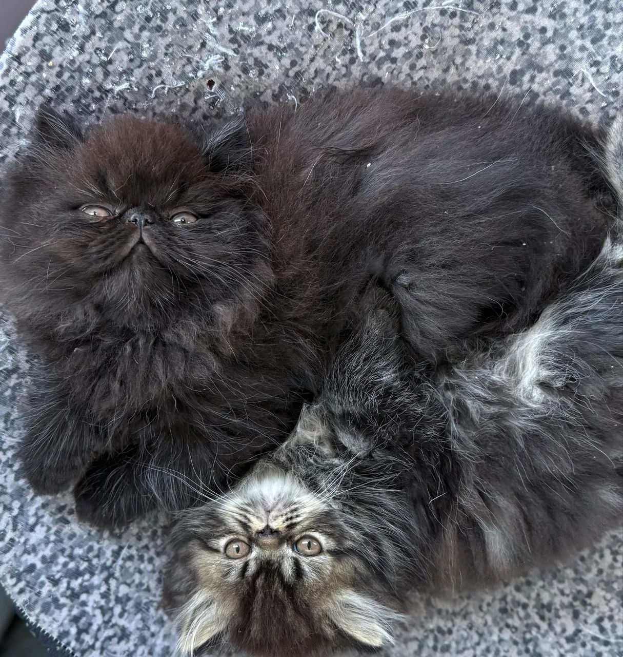 Gato Persa - Foto 2