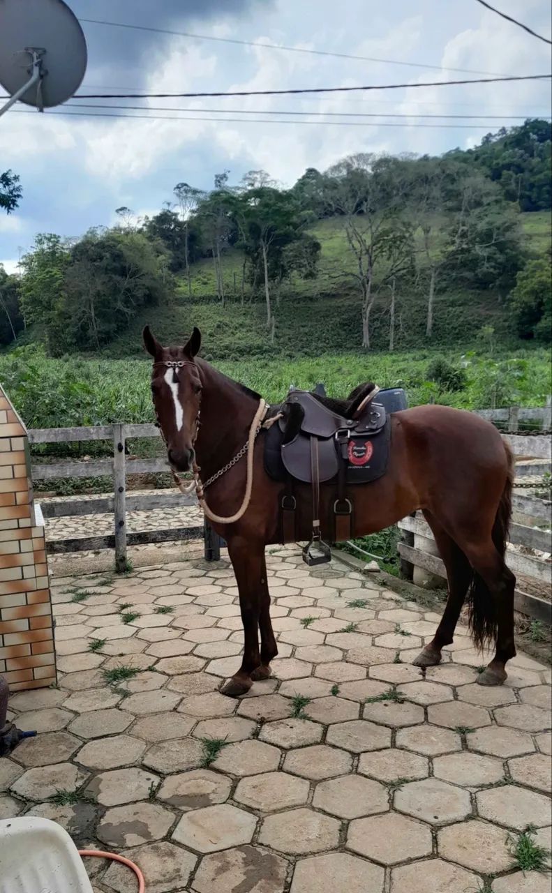 Égua Alazã 