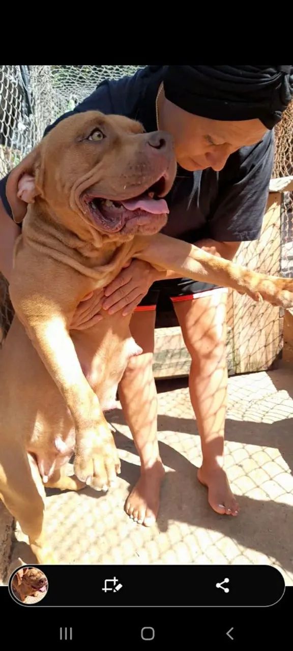 PitBull - Pit Monster.  - Foto 2