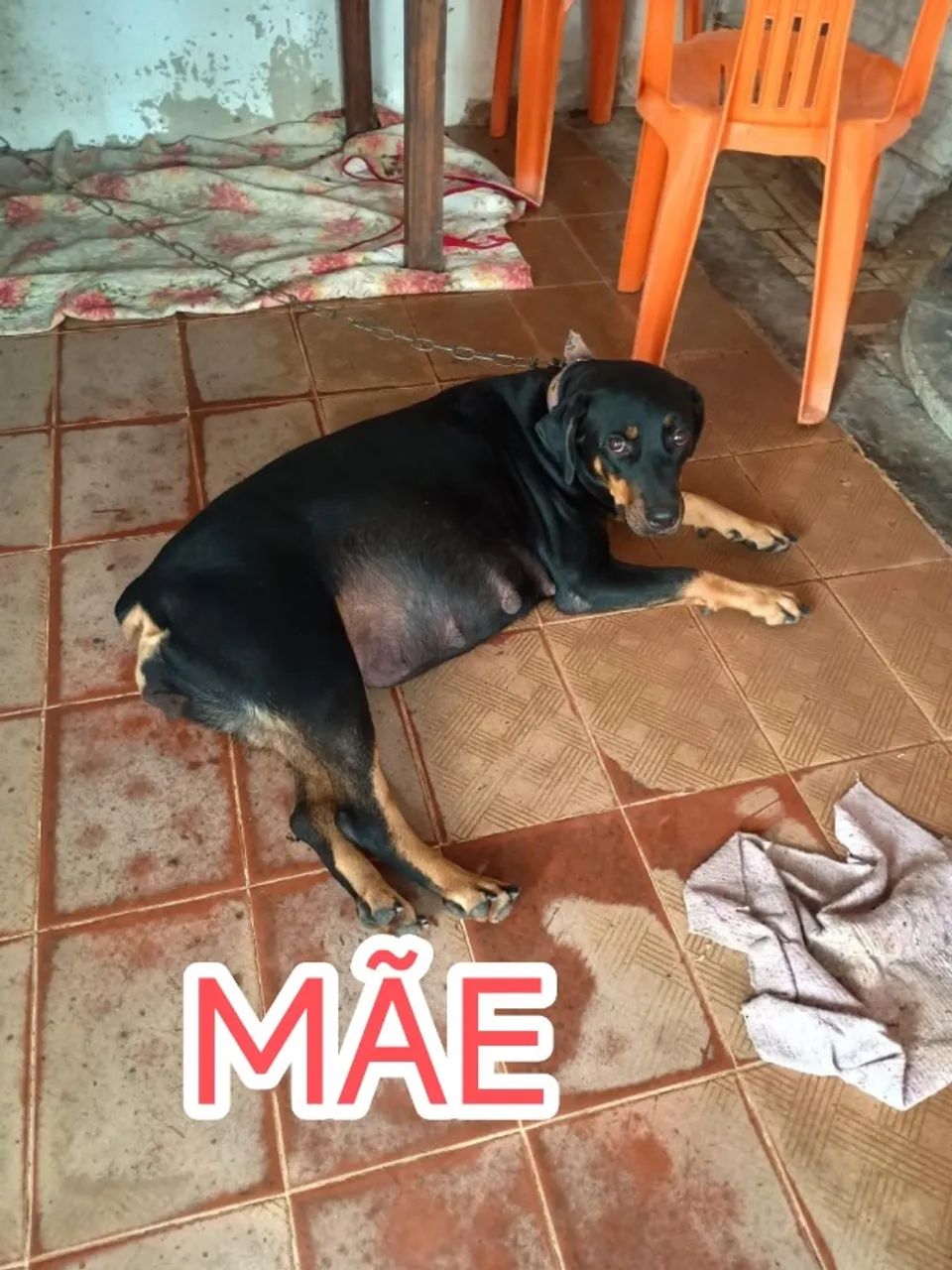 Cachorro Rottweiler - Foto 4