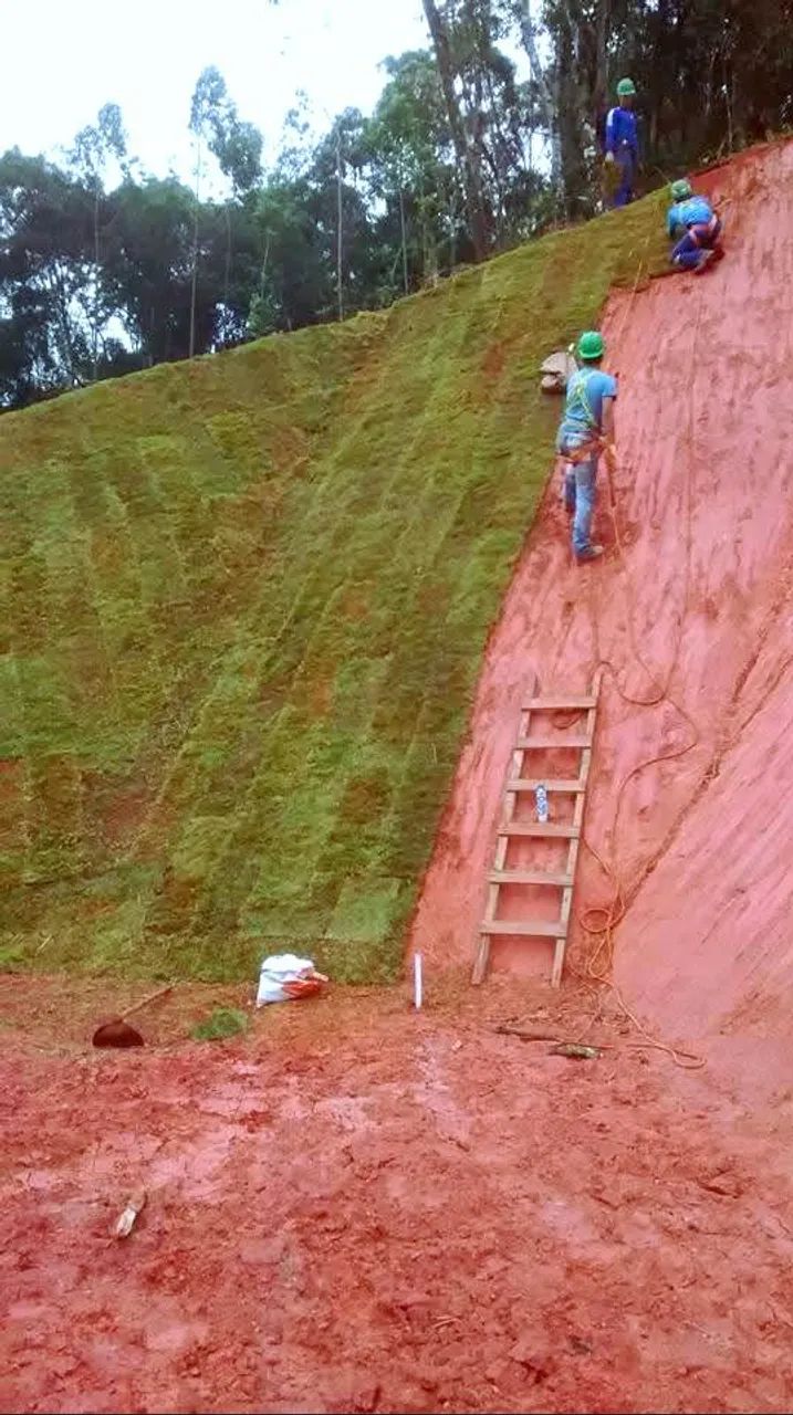 Grama para talude 
