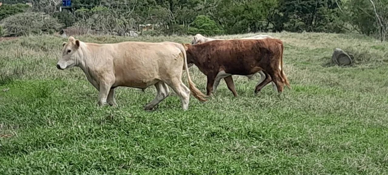 Último lote de Bois disponível  - Foto 3