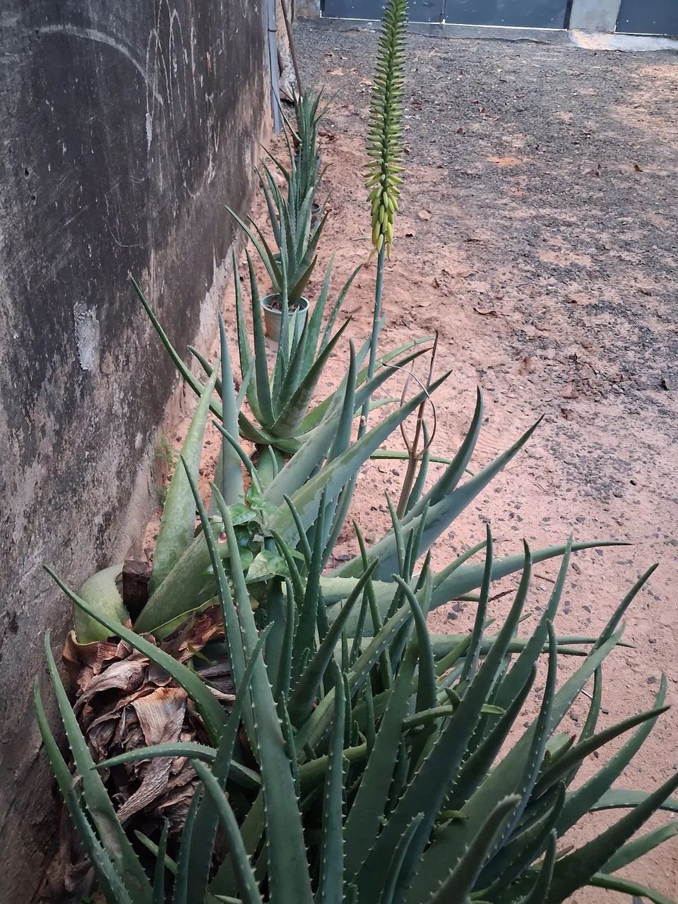 Vendo muda de babosa alô evera - Foto 3