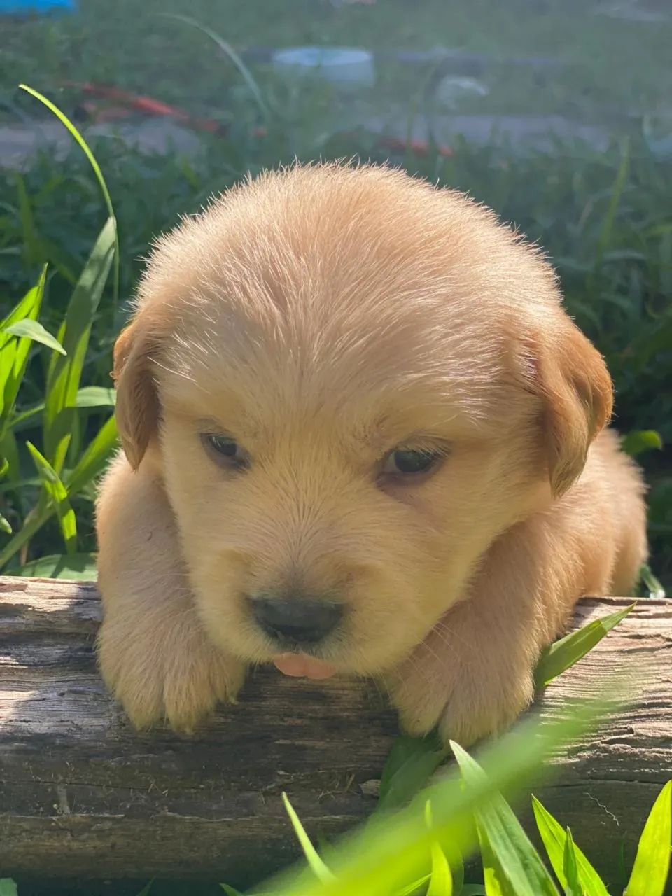 GOLDEN RETRIEVER MACHO - Foto 3