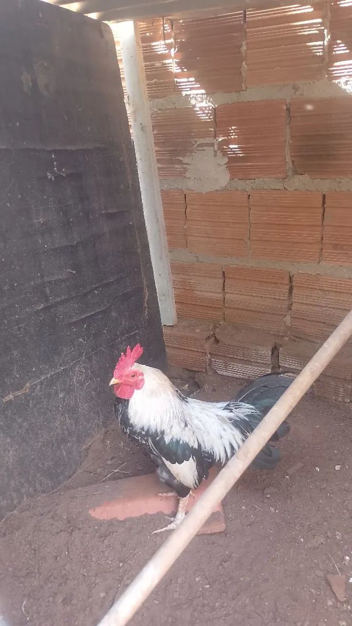 Doação de Galizé 