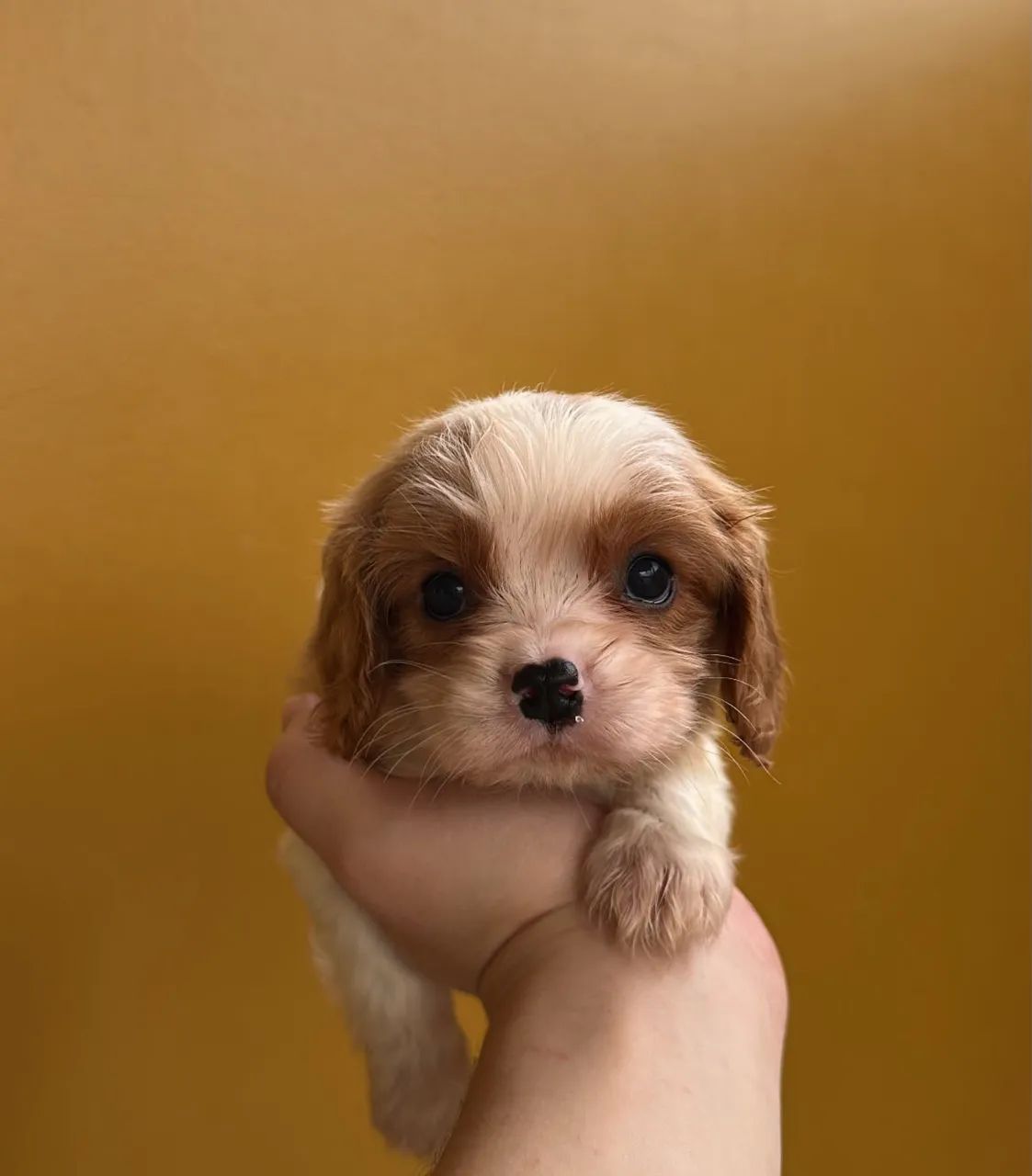 Cavalier 