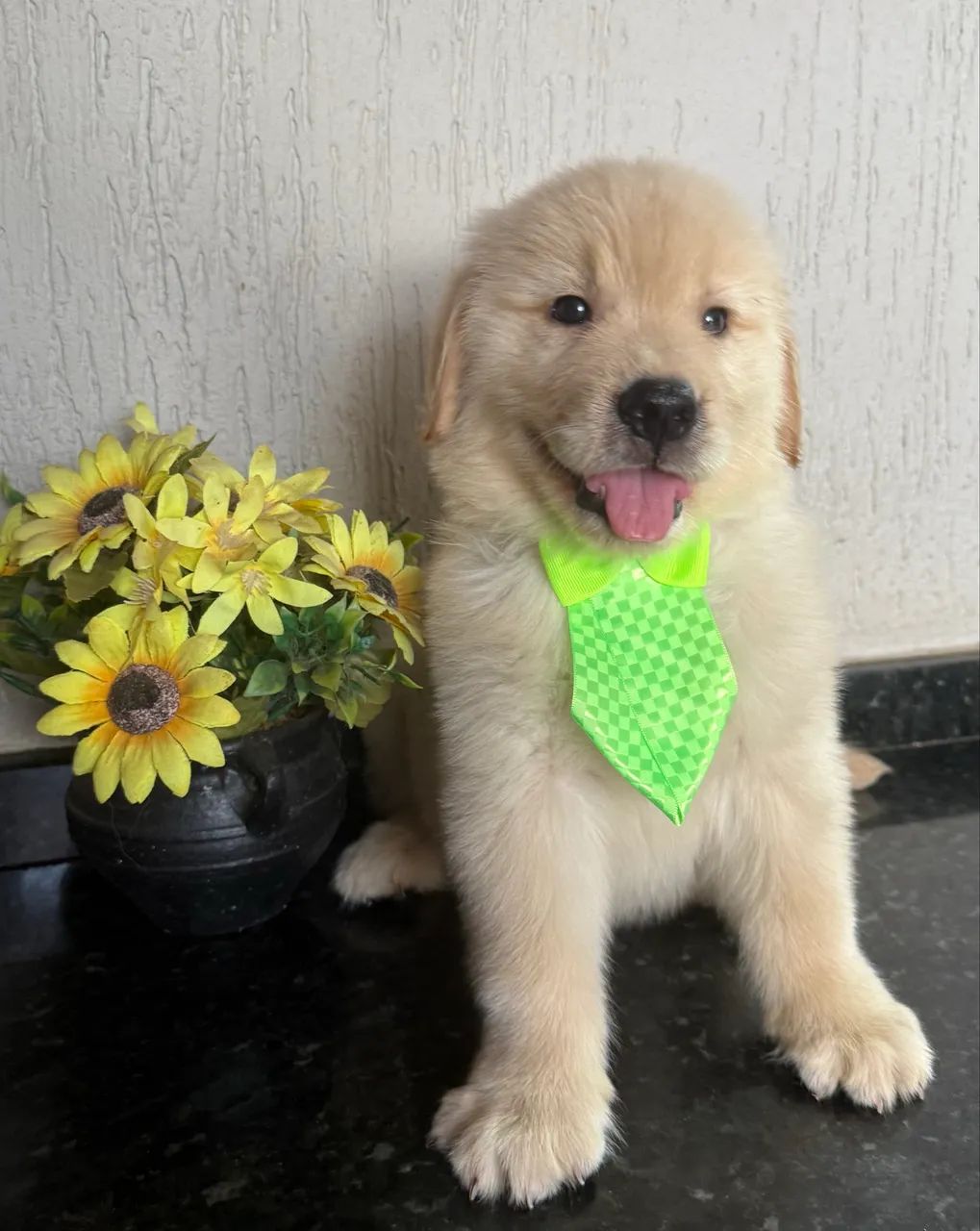 Golden retriever com pedigree Macho  - Foto 3