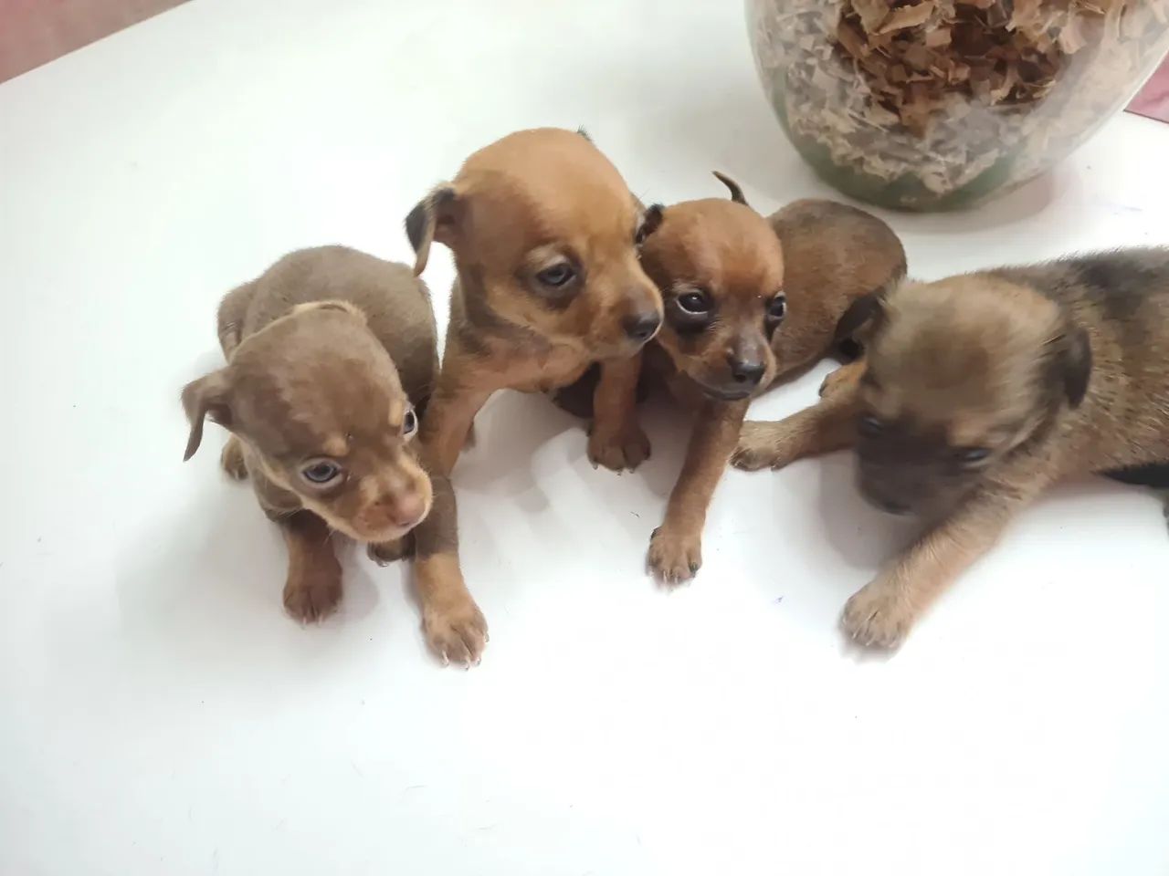 Pinscher n1 - Foto 4