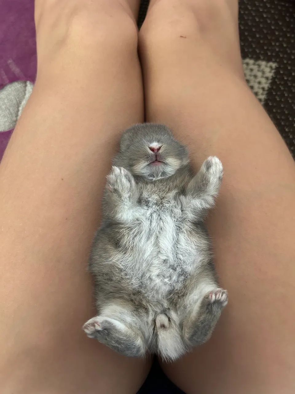 Coelhos mini 