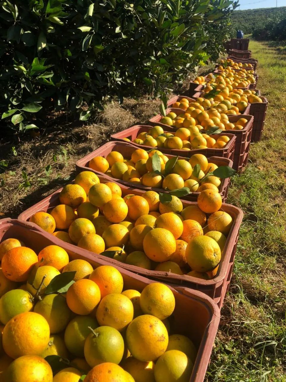 Laranja  - Foto 3