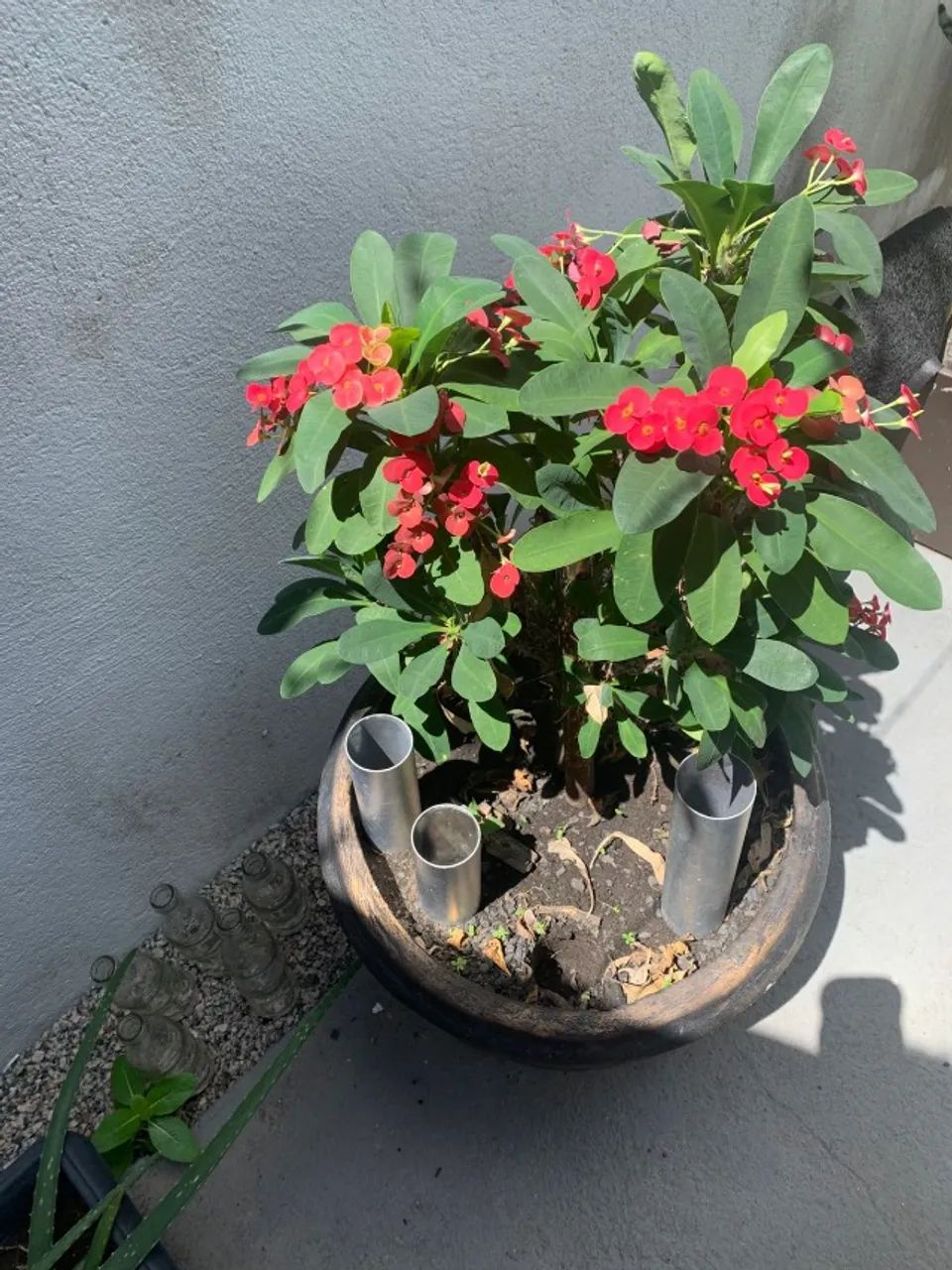 Jarro com planta - Foto 4