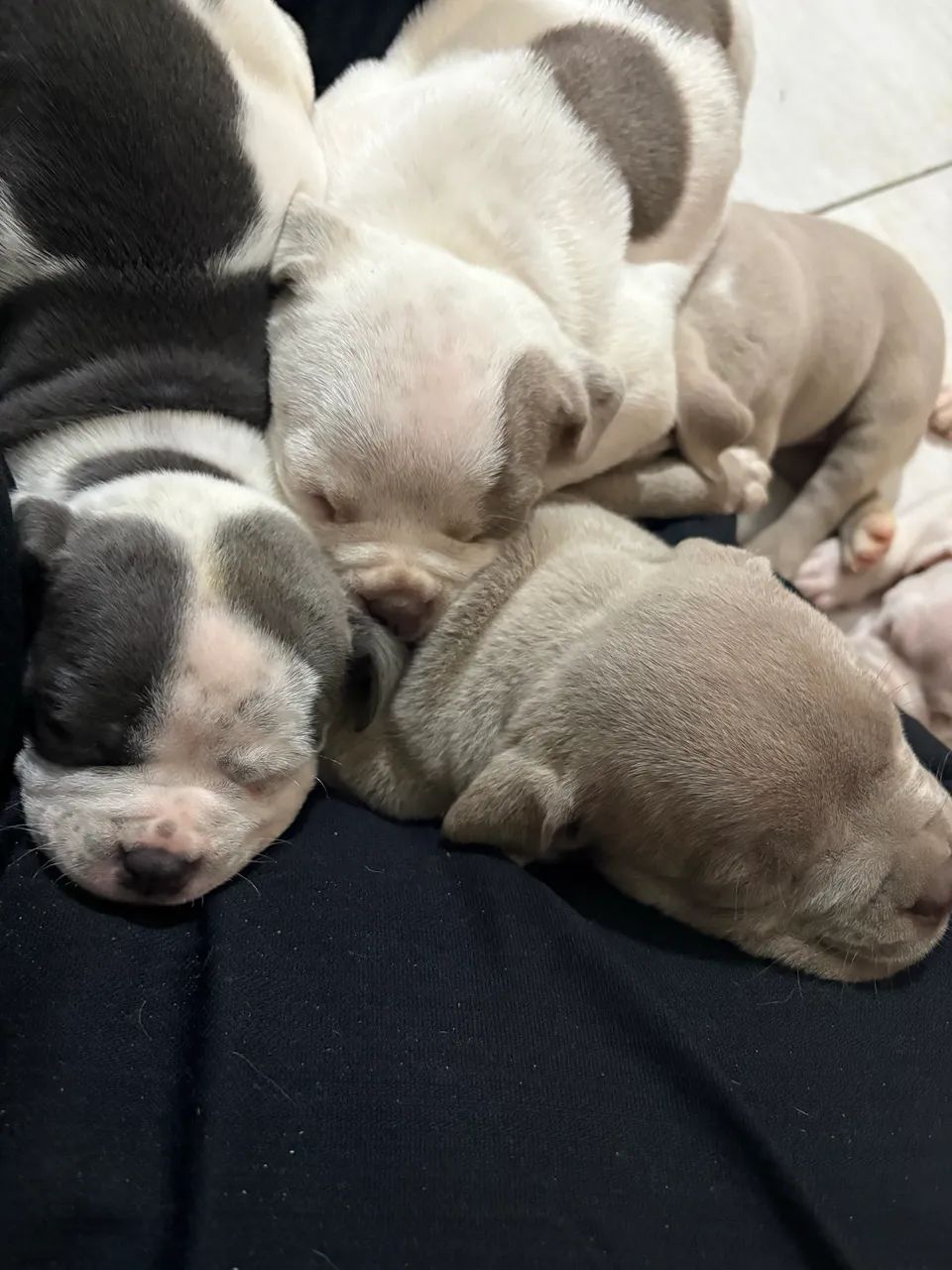 American Bully 
