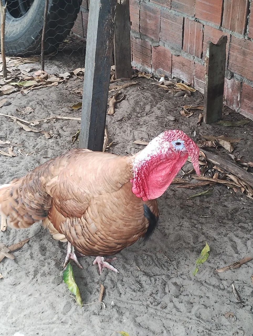 Vendo e troco casal de peru reprodutor  - Foto 2