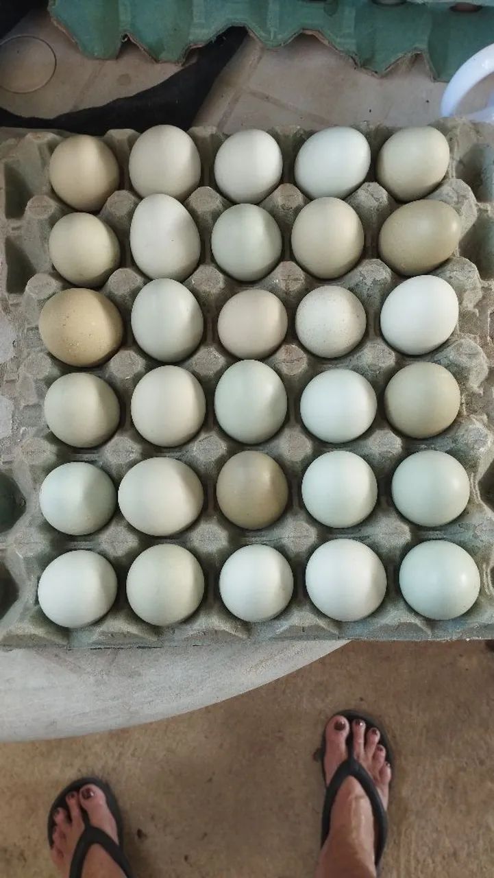 Ovos ferteis de galinha caipira,  - Foto 3