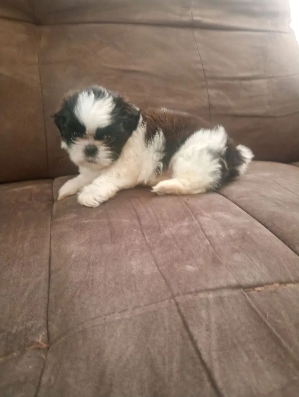 Cachorra sthizu 