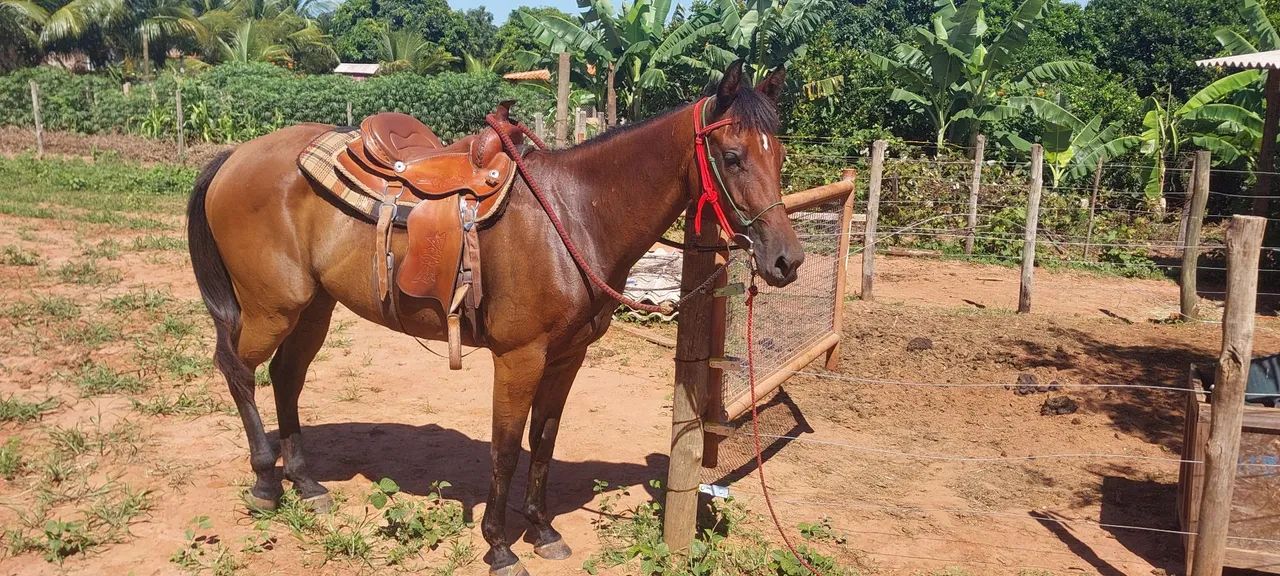 Égua Quarto de milha pura - 4 anos - Foto 6